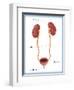 Kidneys, Ureter & Urinary Bladder, Illustration-Monica Schroeder-Framed Premium Giclee Print