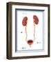 Kidneys, Ureter & Urinary Bladder, Illustration-Monica Schroeder-Framed Giclee Print