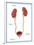 Kidneys, Ureter & Urinary Bladder, Illustration-Monica Schroeder-Framed Giclee Print