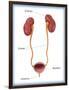 Kidneys, Ureter & Urinary Bladder, Illustration-Monica Schroeder-Framed Giclee Print