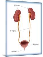 Kidneys, Ureter & Urinary Bladder, Illustration-Monica Schroeder-Mounted Giclee Print