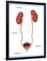 Kidneys, Ureter & Urinary Bladder, Illustration-Monica Schroeder-Framed Giclee Print