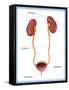 Kidneys, Ureter & Urinary Bladder, Illustration-Monica Schroeder-Framed Stretched Canvas