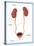 Kidneys, Ureter & Urinary Bladder, Illustration-Monica Schroeder-Stretched Canvas