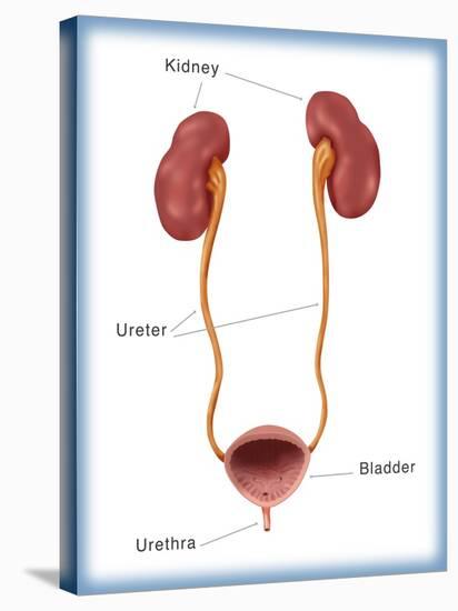 Kidneys, Ureter & Urinary Bladder, Illustration-Monica Schroeder-Stretched Canvas