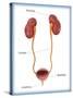 Kidneys, Ureter & Urinary Bladder, Illustration-Monica Schroeder-Stretched Canvas