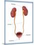 Kidneys, Ureter & Urinary Bladder, Illustration-Monica Schroeder-Mounted Premium Giclee Print