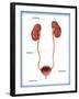 Kidneys, Ureter & Urinary Bladder, Illustration-Monica Schroeder-Framed Premium Giclee Print