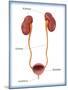 Kidneys, Ureter & Urinary Bladder, Illustration-Monica Schroeder-Mounted Premium Giclee Print