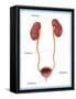 Kidneys, Ureter & Urinary Bladder, Illustration-Monica Schroeder-Framed Stretched Canvas