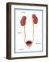 Kidneys, Ureter & Urinary Bladder, Illustration-Monica Schroeder-Framed Giclee Print