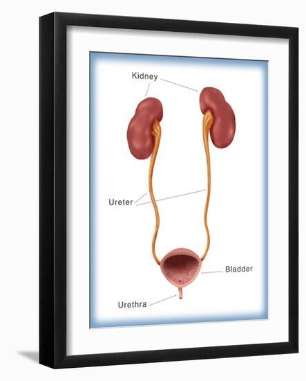 Kidneys, Ureter & Urinary Bladder, Illustration-Monica Schroeder-Framed Giclee Print