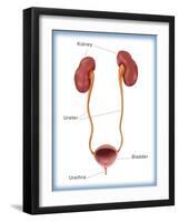 Kidneys, Ureter & Urinary Bladder, Illustration-Monica Schroeder-Framed Giclee Print