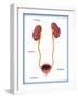 Kidneys, Ureter & Urinary Bladder, Illustration-Monica Schroeder-Framed Giclee Print