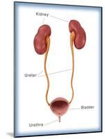 Kidneys, Ureter & Urinary Bladder, Illustration-Monica Schroeder-Mounted Giclee Print