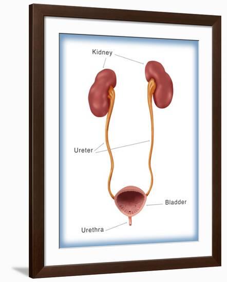 Kidneys, Ureter & Urinary Bladder, Illustration-Monica Schroeder-Framed Giclee Print