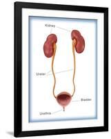 Kidneys, Ureter & Urinary Bladder, Illustration-Monica Schroeder-Framed Giclee Print