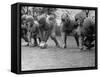 Kids Lining up Like Line Men Ready to Play-Wallace Kirkland-Framed Stretched Canvas