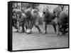 Kids Lining up Like Line Men Ready to Play-Wallace Kirkland-Framed Stretched Canvas