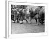 Kids Lining up Like Line Men Ready to Play-Wallace Kirkland-Framed Photographic Print