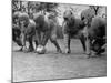 Kids Lining up Like Line Men Ready to Play-Wallace Kirkland-Mounted Photographic Print