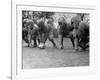 Kids Lining up Like Line Men Ready to Play-Wallace Kirkland-Framed Photographic Print