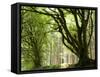 Kielder Forest Park, Northumberland, England-Paul Harris-Framed Stretched Canvas
