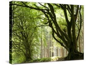 Kielder Forest Park, Northumberland, England-Paul Harris-Stretched Canvas