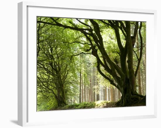 Kielder Forest Park, Northumberland, England-Paul Harris-Framed Photographic Print