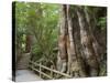 Kigensugi Giant Sugi Cedar Tree, Estimated to Be 3000 Years Old, Yaku-Shima, Kyushu, Japan-Schlenker Jochen-Stretched Canvas