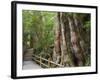 Kigensugi Giant Sugi Cedar Tree, Estimated to Be 3000 Years Old, Yaku-Shima, Kyushu, Japan-Schlenker Jochen-Framed Photographic Print