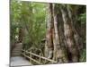 Kigensugi Giant Sugi Cedar Tree, Estimated to Be 3000 Years Old, Yaku-Shima, Kyushu, Japan-Schlenker Jochen-Mounted Photographic Print