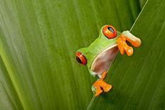 Red Eyed Tree Frog Peeping Curiously Between Green Leafs In Costa Rica Rainforest-kikkerdirk-Photographic Print