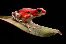 Red Strawberry Poison Dart Frog, Oophaga Pumilio from the Bocas Del Toro Archipelago in Panama. Mor-kikkerdirk-Photographic Print