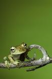 Pacman Frog Or Toad-kikkerdirk-Photographic Print