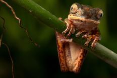 Tree Frog Sitting On Branch In Tropical Amazon Rain Forest Brazil, Phyllomedusa Hypochondrialis-kikkerdirk-Photographic Print