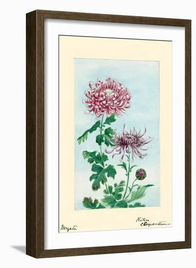 Kiku-Chrysanthemum-Megata Morikaga-Framed Art Print