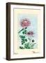 Kiku-Chrysanthemum-Megata Morikaga-Framed Art Print