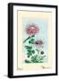 Kiku-Chrysanthemum-Megata Morikaga-Framed Art Print