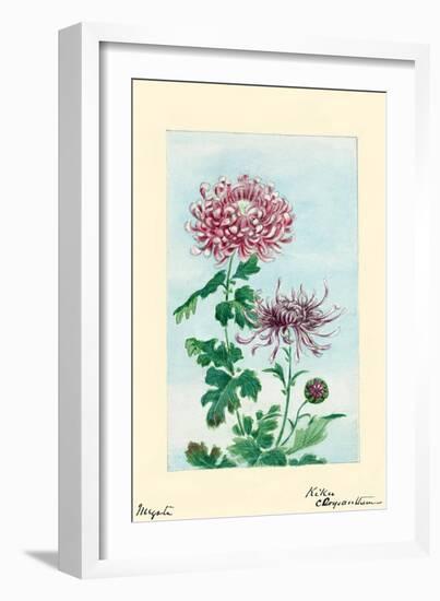 Kiku-Chrysanthemum-Megata Morikaga-Framed Art Print