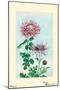 Kiku-Chrysanthemum-Megata Morikaga-Mounted Art Print