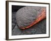 Kilauea Pahoehoe Lava Flow, Big Island, Hawaii-null-Framed Photographic Print