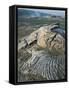 Kilauea Volcano Crater Showing Solidified Ropy Lava Called Pahoehoe, the Big Island, Hawaii, USA-Geoff Renner-Framed Stretched Canvas