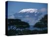 Kilimanjaro and Acacia Trees-null-Stretched Canvas