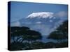 Kilimanjaro and Acacia Trees-null-Stretched Canvas