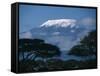 Kilimanjaro and Acacia Trees-null-Framed Stretched Canvas