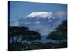 Kilimanjaro and Acacia Trees-null-Stretched Canvas