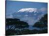 Kilimanjaro and Acacia Trees-null-Stretched Canvas