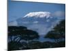 Kilimanjaro and Acacia Trees-null-Mounted Premium Photographic Print