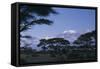 Kilimanjaro and Acacia Trees-DLILLC-Framed Stretched Canvas